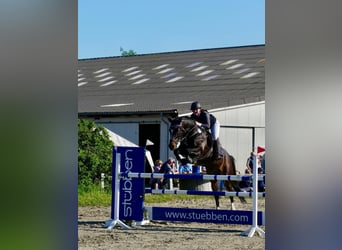 Caballo de Holstein, Caballo castrado, 8 años, 173 cm, Morcillo