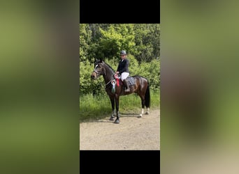 Caballo de Holstein, Caballo castrado, 8 años, 173 cm, Morcillo