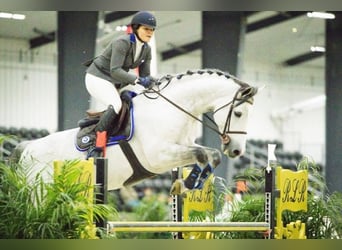 Caballo de Holstein, Caballo castrado, 8 años, 173 cm, Tordo