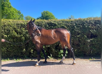 Caballo de Holstein, Caballo castrado, 8 años, 176 cm, Castaño oscuro