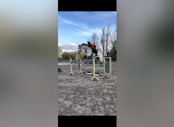 Caballo de Holstein, Caballo castrado, 8 años, 178 cm, Tordo
