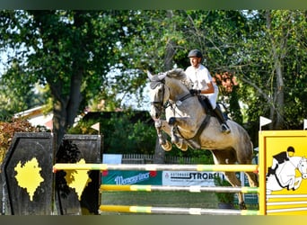 Caballo de Holstein, Caballo castrado, 8 años, 178 cm, Tordo