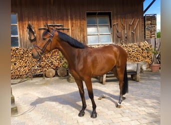 Caballo de Holstein, Caballo castrado, 9 años, 165 cm, Castaño