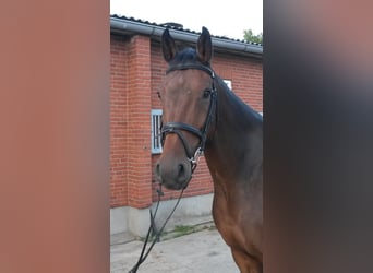 Caballo de Holstein, Caballo castrado, 9 años, 168 cm, Castaño oscuro