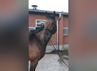 Caballo de Holstein, Caballo castrado, 9 años, 168 cm, Castaño oscuro