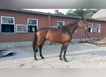 Caballo de Holstein, Caballo castrado, 9 años, 168 cm, Castaño oscuro