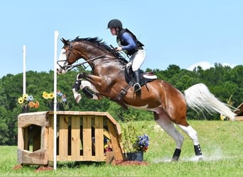 Caballo de Holstein, Caballo castrado, 9 años, 170 cm, Tobiano-todas las-capas