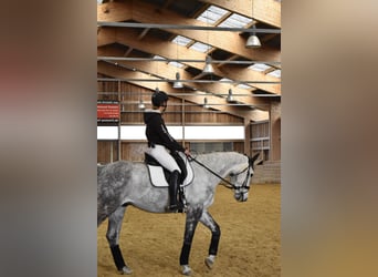 Caballo de Holstein, Caballo castrado, 9 años, 170 cm, Tordo rodado