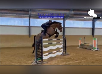 Caballo de Holstein, Caballo castrado, 9 años, 172 cm, Castaño