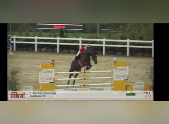 Caballo de Holstein, Caballo castrado, 9 años, 172 cm, Castaño