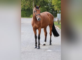 Caballo de Holstein, Caballo castrado, 9 años, 173 cm, Castaño
