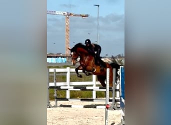 Caballo de Holstein, Caballo castrado, 9 años, 174 cm, Castaño