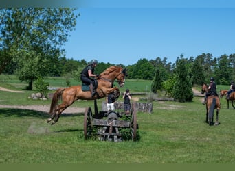 Caballo de Holstein, Caballo castrado, 9 años, 175 cm, Alazán