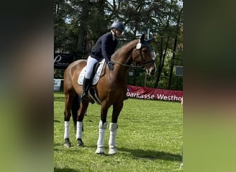 Caballo de Holstein, Caballo castrado, 9 años, 175 cm, Castaño