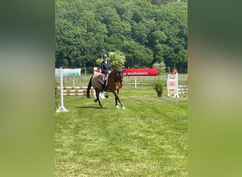 Caballo de Holstein, Caballo castrado, 9 años, 175 cm, Castaño