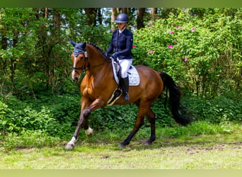 Caballo de Holstein, Caballo castrado, 9 años, 175 cm, Castaño