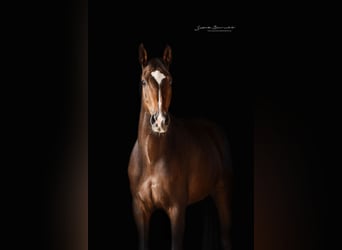 Caballo de Holstein, Caballo castrado, 9 años, 176 cm, Castaño