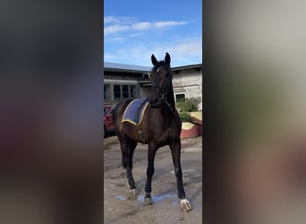 Caballo de Holstein, Caballo castrado, 9 años, 176 cm, Morcillo