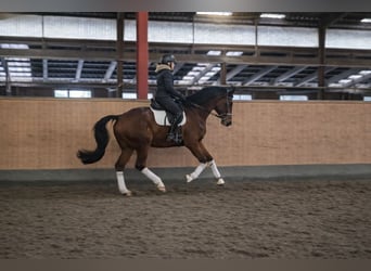 Caballo de Holstein, Caballo castrado, 9 años, 179 cm, Castaño oscuro