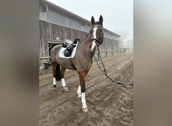 Caballo de Holstein, Caballo castrado, 9 años, 180 cm, Castaño