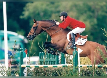 Caballo de Holstein, Desconocido, Embrión