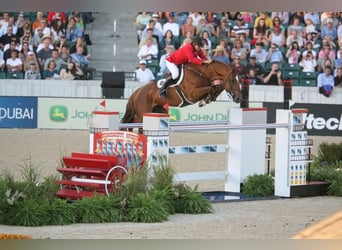 Caballo de Holstein, Desconocido, Embrión