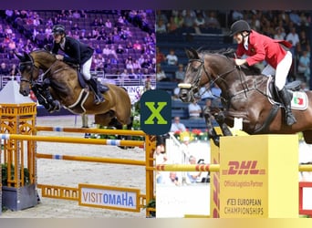 Caballo de Holstein, Desconocido, Embrión