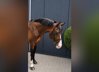 Caballo de Holstein, Semental, 11 años, 171 cm, Castaño