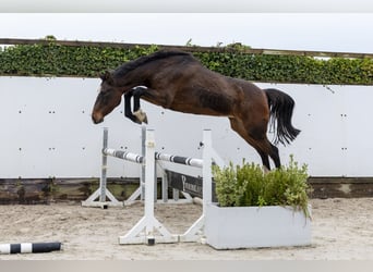 Caballo de Holstein, Semental, 12 años, 168 cm, Castaño