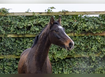 Caballo de Holstein, Semental, 13 años, 162 cm, Castaño oscuro