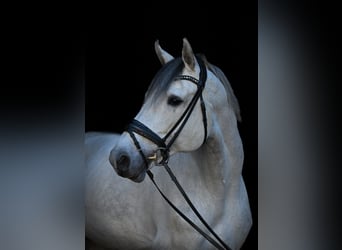 Caballo de Holstein, Semental, 13 años, 173 cm, Tordo rodado