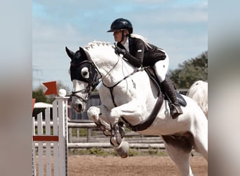 Caballo de Holstein, Semental, 14 años, 169 cm, Tordo picazo