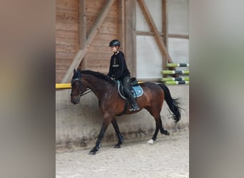 Caballo de Holstein, Semental, 15 años, 169 cm, Castaño oscuro