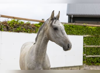 Caballo de Holstein, Semental, 1 año, 158 cm, Tordo