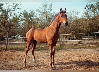 Caballo de Holstein, Semental, 1 año, 165 cm, Castaño rojizo