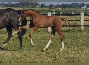 Caballo de Holstein, Semental, 1 año, 168 cm, Alazán