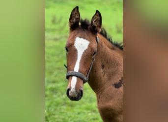 Caballo de Holstein, Semental, 1 año, 168 cm, Castaño