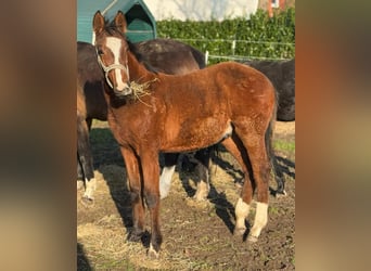 Caballo de Holstein, Semental, 1 año, 168 cm, Castaño