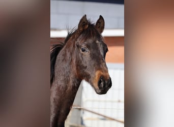 Caballo de Holstein, Semental, 1 año, 168 cm, Castaño oscuro