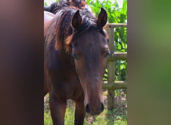 Caballo de Holstein, Semental, 1 año, 168 cm, Castaño oscuro
