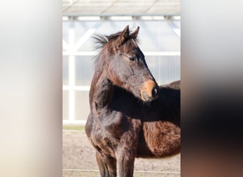Caballo de Holstein, Semental, 1 año, 168 cm, Castaño oscuro