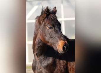 Caballo de Holstein, Semental, 1 año, 168 cm, Castaño oscuro