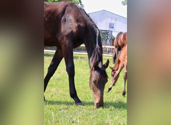 Caballo de Holstein, Semental, 1 año, 168 cm, Castaño oscuro