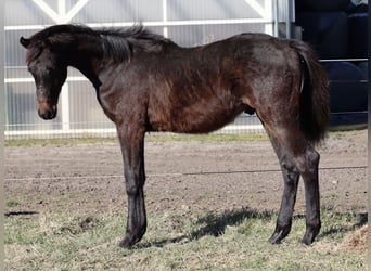 Caballo de Holstein, Semental, 1 año, 168 cm, Castaño oscuro