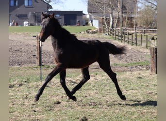 Caballo de Holstein, Semental, 1 año, 168 cm, Castaño oscuro