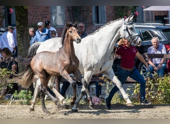 Caballo de Holstein, Semental, 1 año, 168 cm, Tordo