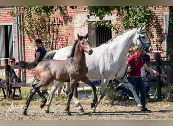 Caballo de Holstein, Semental, 1 año, 168 cm, Tordo