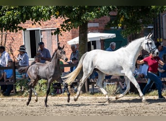 Caballo de Holstein, Semental, 1 año, 168 cm, Tordo