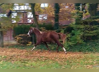 Caballo de Holstein, Semental, 1 año, 169 cm, Alazán