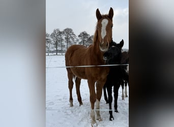 Caballo de Holstein, Semental, 1 año, 170 cm, Alazán